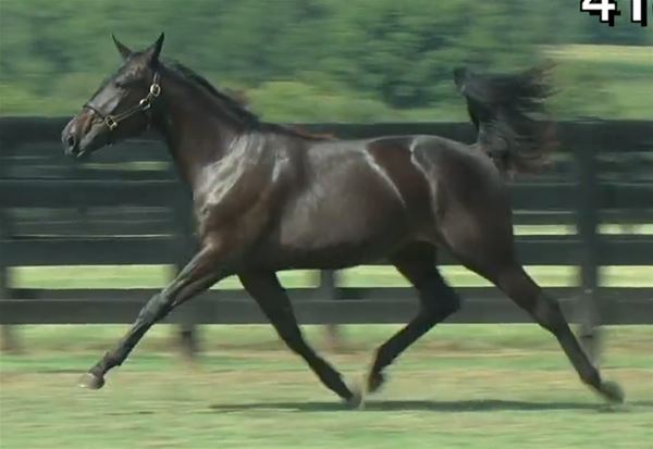 Standard Bred Yearlings
